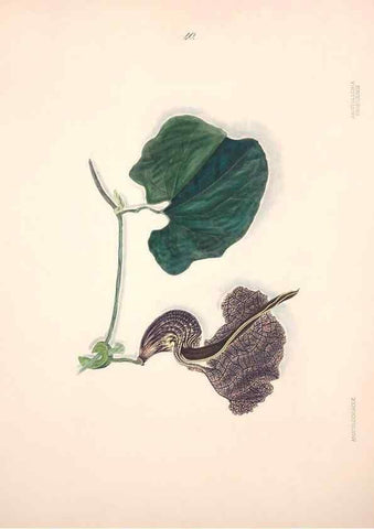 Reproducción/Reproduction 33970694238: Brazilian flowers drawn from nature in the years 1880-1882,. Coombe Croft,1893.. 