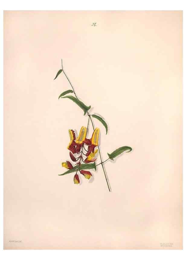 Reproducción/Reproduction 46931808025: Brazilian flowers drawn from nature in the years 1880-1882,. Coombe Croft,1893.. 