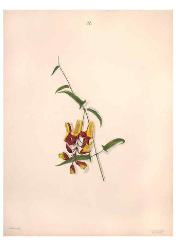 Reproducción/Reproduction 46931808025: Brazilian flowers drawn from nature in the years 1880-1882,. Coombe Croft,1893.. 
