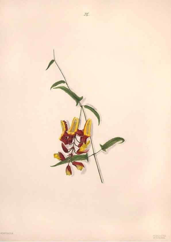 Reproducción/Reproduction 46931808025: Brazilian flowers drawn from nature in the years 1880-1882,. Coombe Croft,1893.. 