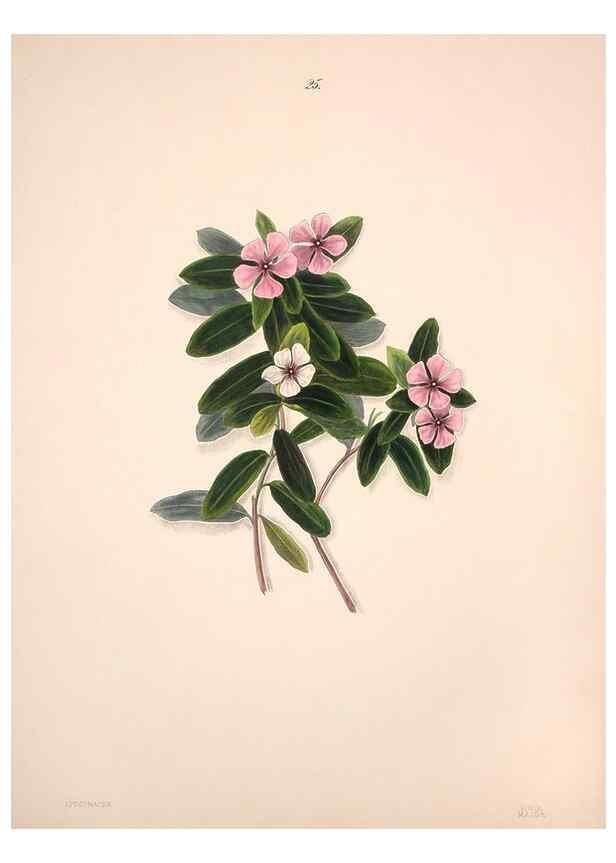 Reproducción/Reproduction 40881252483: Brazilian flowers drawn from nature in the years 1880-1882,. Coombe Croft,1893.. 
