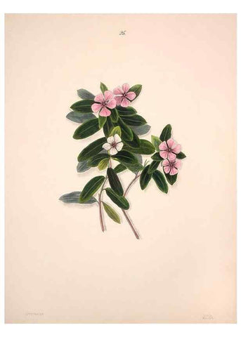 Reproducción/Reproduction 40881252483: Brazilian flowers drawn from nature in the years 1880-1882,. Coombe Croft,1893.. 