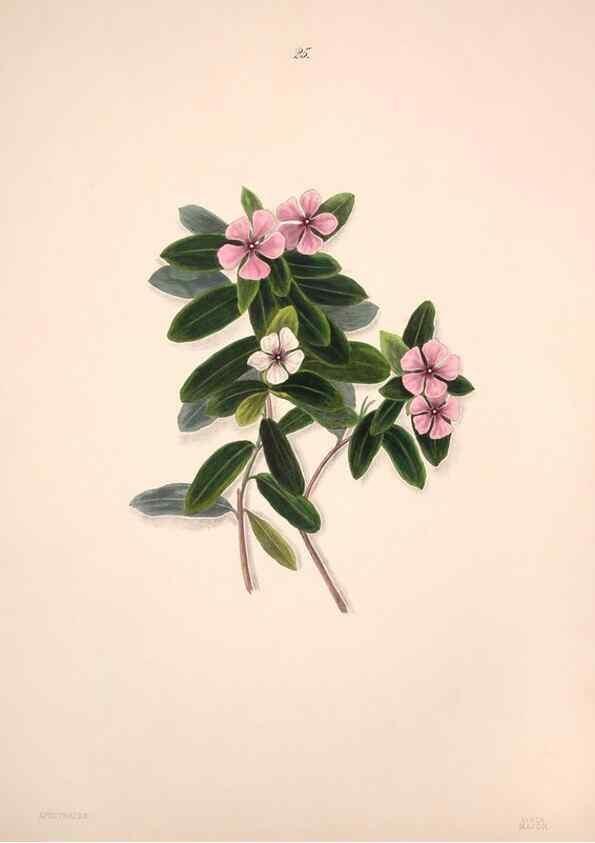 Reproducción/Reproduction 40881252483: Brazilian flowers drawn from nature in the years 1880-1882,. Coombe Croft,1893.. 
