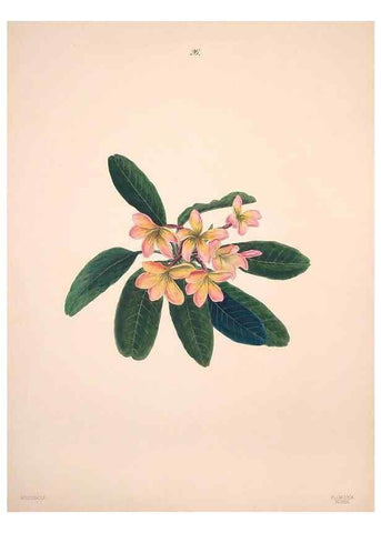 Reproducción/Reproduction 47795882142: Brazilian flowers drawn from nature in the years 1880-1882,. Coombe Croft,1893.. 