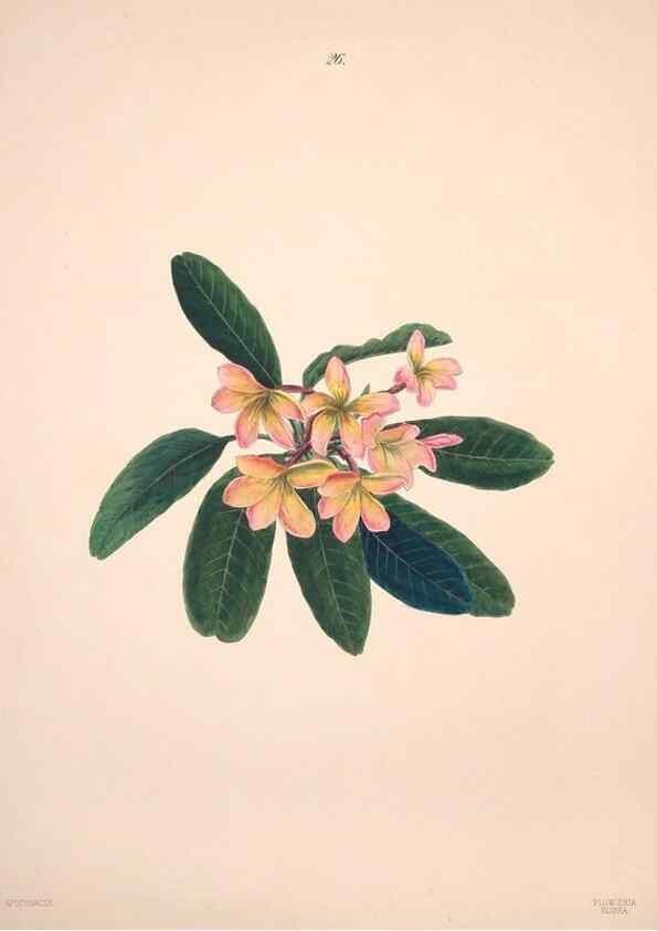 Reproducción/Reproduction 47795882142: Brazilian flowers drawn from nature in the years 1880-1882,. Coombe Croft,1893.. 