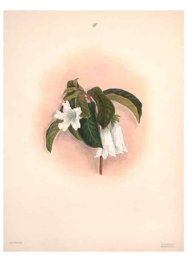 Reproducción/Reproduction 32904022897: Brazilian flowers drawn from nature in the years 1880-1882,. Coombe Croft,1893.. 