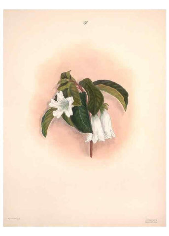 Reproducción/Reproduction 32904022897: Brazilian flowers drawn from nature in the years 1880-1882,. Coombe Croft,1893.. 