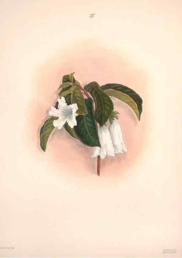 Reproducción/Reproduction 32904022897: Brazilian flowers drawn from nature in the years 1880-1882,. Coombe Croft,1893.. 