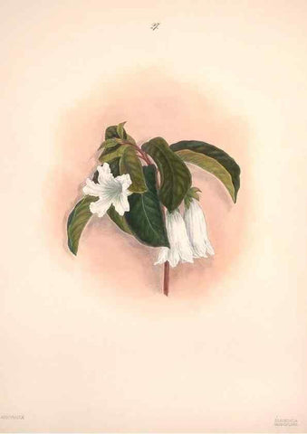 Reproducción/Reproduction 32904022897: Brazilian flowers drawn from nature in the years 1880-1882,. Coombe Croft,1893.. 