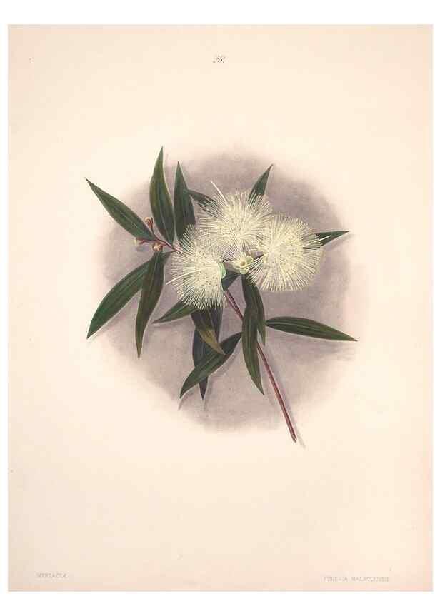 Reproducción/Reproduction 33970689528: Brazilian flowers drawn from nature in the years 1880-1882,. Coombe Croft,1893.. 