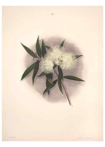 Reproducción/Reproduction 33970689528: Brazilian flowers drawn from nature in the years 1880-1882,. Coombe Croft,1893.. 