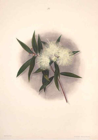 Reproducción/Reproduction 33970689528: Brazilian flowers drawn from nature in the years 1880-1882,. Coombe Croft,1893.. 