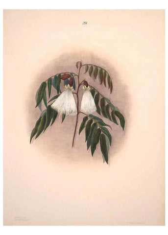 Reproducción/Reproduction 32904024047: Brazilian flowers drawn from nature in the years 1880-1882,. Coombe Croft,1893.. 