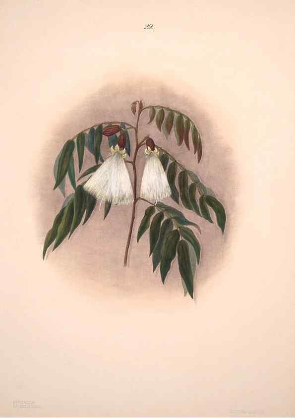 Reproducción/Reproduction 32904024047: Brazilian flowers drawn from nature in the years 1880-1882,. Coombe Croft,1893.. 