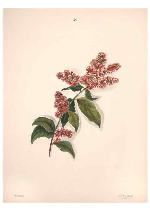 Reproducción/Reproduction 47848141981: Brazilian flowers drawn from nature in the years 1880-1882,. Coombe Croft,1893.. 