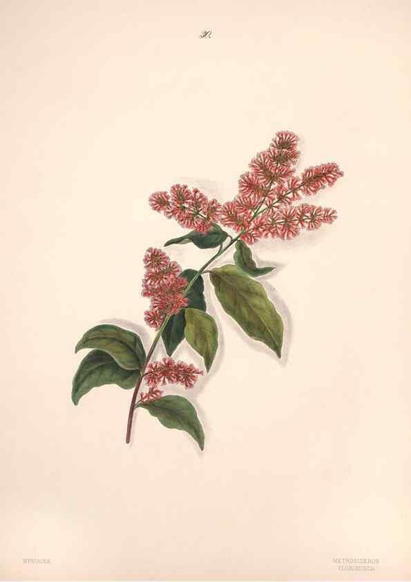 Reproducción/Reproduction 47848141981: Brazilian flowers drawn from nature in the years 1880-1882,. Coombe Croft,1893.. 