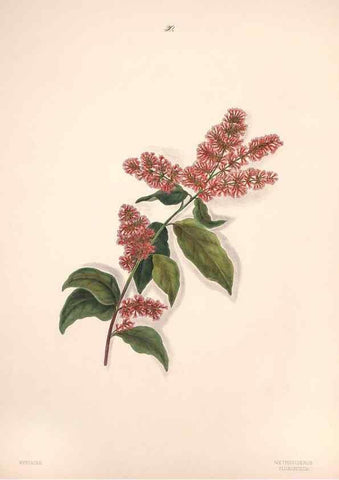 Reproducción/Reproduction 47848141981: Brazilian flowers drawn from nature in the years 1880-1882,. Coombe Croft,1893.. 