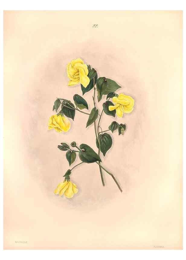 Reproducción/Reproduction 47795880932: Brazilian flowers drawn from nature in the years 1880-1882,. Coombe Croft,1893.. 