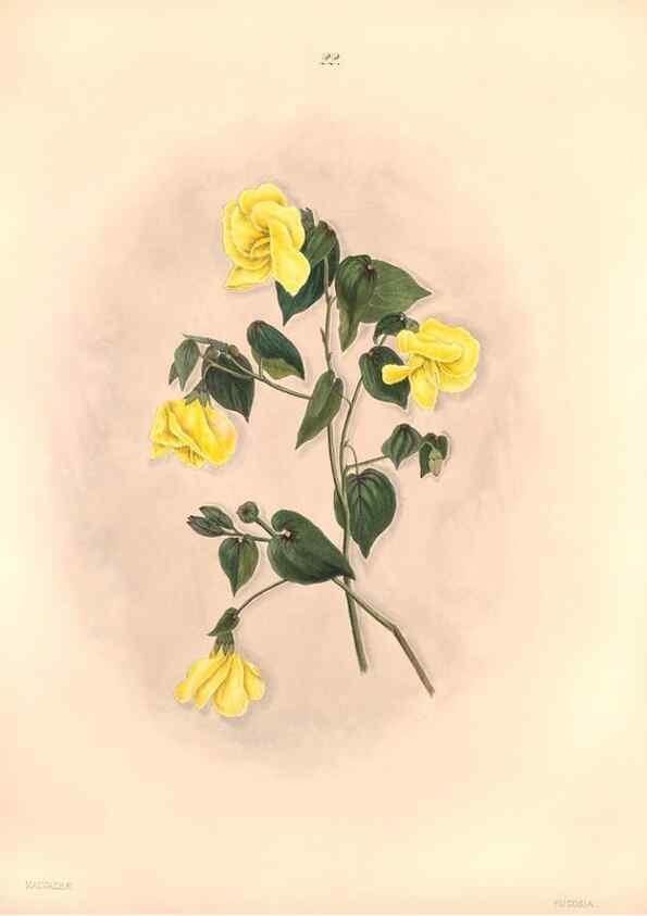 Reproducción/Reproduction 47795880932: Brazilian flowers drawn from nature in the years 1880-1882,. Coombe Croft,1893.. 