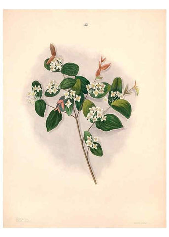Reproducción/Reproduction 47058434384: Brazilian flowers drawn from nature in the years 1880-1882,. Coombe Croft,1893.. 