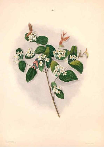 Reproducción/Reproduction 47058434384: Brazilian flowers drawn from nature in the years 1880-1882,. Coombe Croft,1893.. 