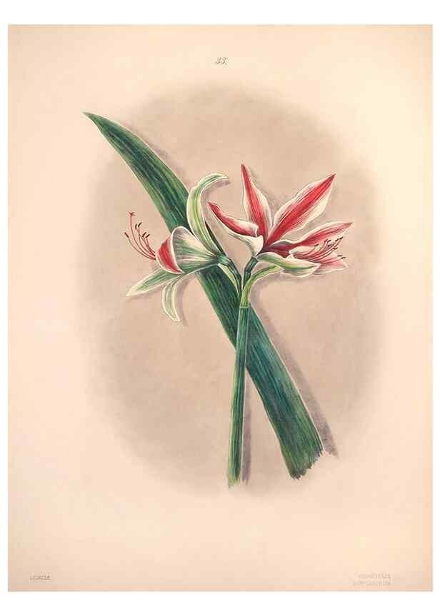 Reproducción/Reproduction 47058434814: Brazilian flowers drawn from nature in the years 1880-1882,. Coombe Croft,1893.. 