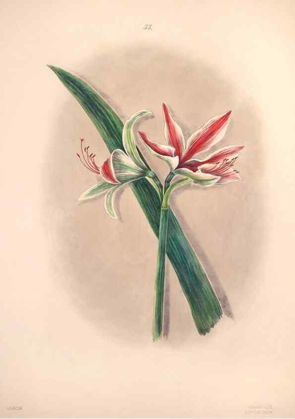 Reproducción/Reproduction 47058434814: Brazilian flowers drawn from nature in the years 1880-1882,. Coombe Croft,1893.. 