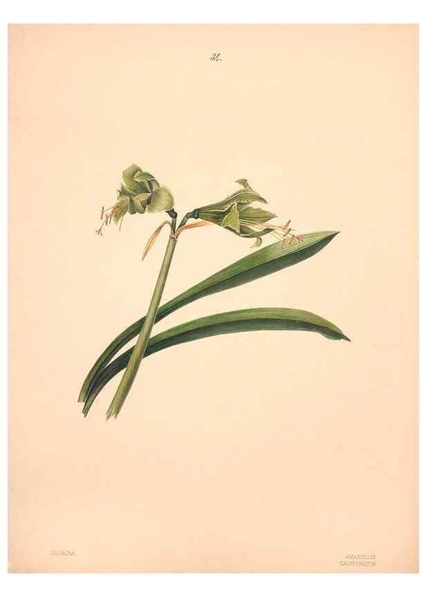 Reproducción/Reproduction 40881256663: Brazilian flowers drawn from nature in the years 1880-1882,. Coombe Croft,1893.. 