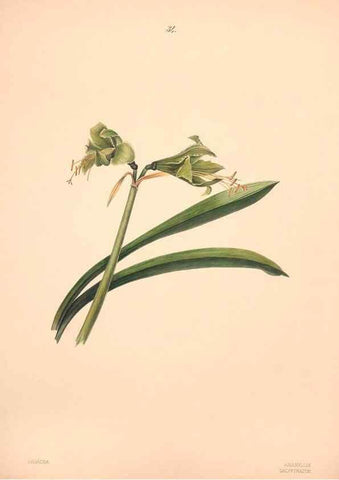 Reproducción/Reproduction 40881256663: Brazilian flowers drawn from nature in the years 1880-1882,. Coombe Croft,1893.. 