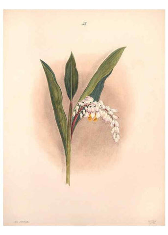 Reproducción/Reproduction 47795884962: Brazilian flowers drawn from nature in the years 1880-1882,. Coombe Croft,1893.. 