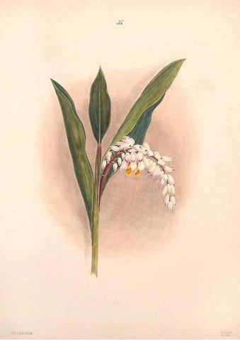 Reproducción/Reproduction 47795884962: Brazilian flowers drawn from nature in the years 1880-1882,. Coombe Croft,1893.. 