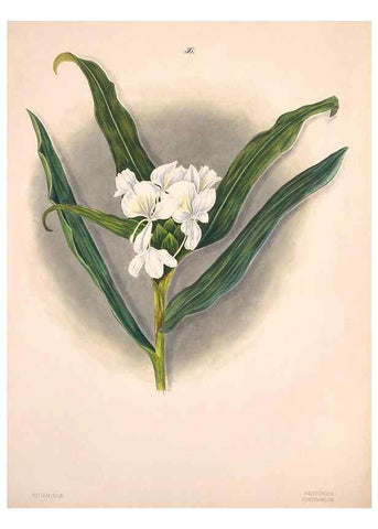 Reproducción/Reproduction 47795885272: Brazilian flowers drawn from nature in the years 1880-1882,. Coombe Croft,1893.. 