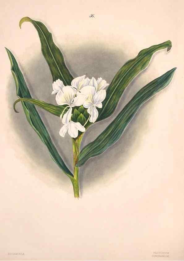 Reproducción/Reproduction 47795885272: Brazilian flowers drawn from nature in the years 1880-1882,. Coombe Croft,1893.. 