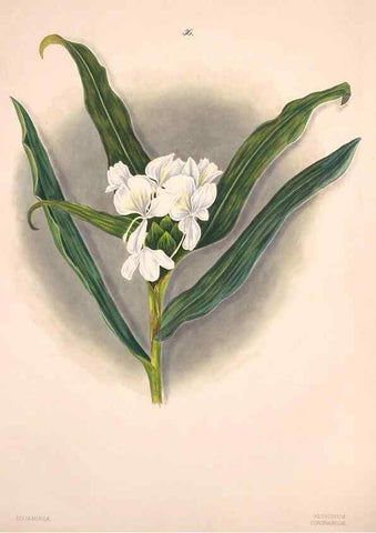 Reproducción/Reproduction 47795885272: Brazilian flowers drawn from nature in the years 1880-1882,. Coombe Croft,1893.. 