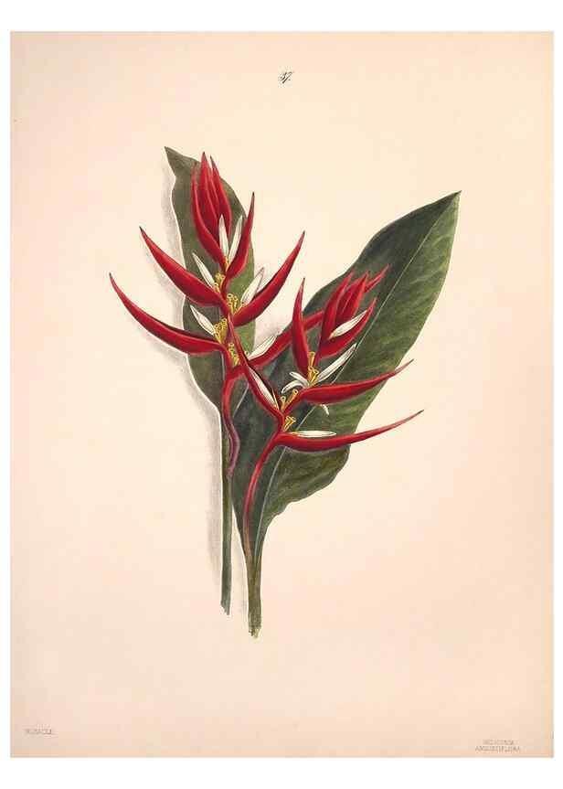 Reproducción/Reproduction 40881258203: Brazilian flowers drawn from nature in the years 1880-1882,. Coombe Croft,1893.. 