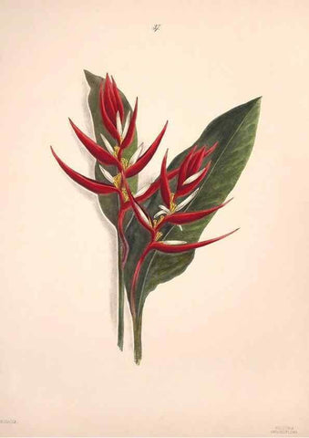 Reproducción/Reproduction 40881258203: Brazilian flowers drawn from nature in the years 1880-1882,. Coombe Croft,1893.. 