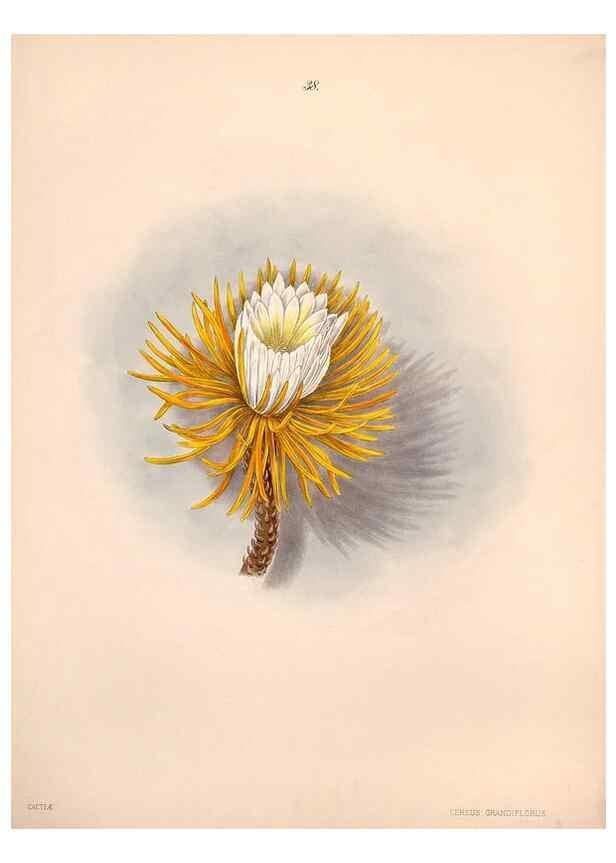 Reproducción/Reproduction 47848144381: Brazilian flowers drawn from nature in the years 1880-1882,. Coombe Croft,1893.. 