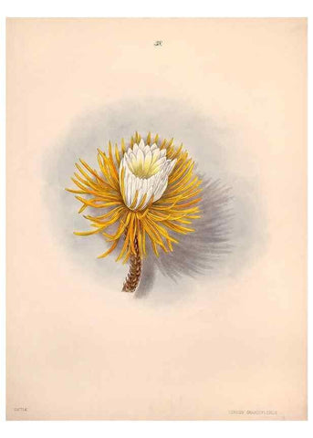 Reproducción/Reproduction 47848144381: Brazilian flowers drawn from nature in the years 1880-1882,. Coombe Croft,1893.. 
