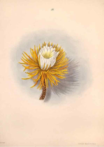 Reproducción/Reproduction 47848144381: Brazilian flowers drawn from nature in the years 1880-1882,. Coombe Croft,1893.. 
