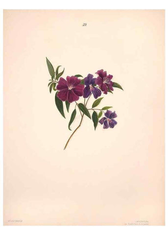 Reproducción/Reproduction 40881259123: Brazilian flowers drawn from nature in the years 1880-1882,. Coombe Croft,1893.. 