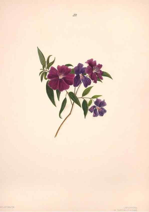 Reproducción/Reproduction 40881259123: Brazilian flowers drawn from nature in the years 1880-1882,. Coombe Croft,1893.. 