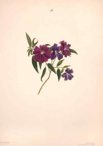 Reproducción/Reproduction 40881259123: Brazilian flowers drawn from nature in the years 1880-1882,. Coombe Croft,1893.. 