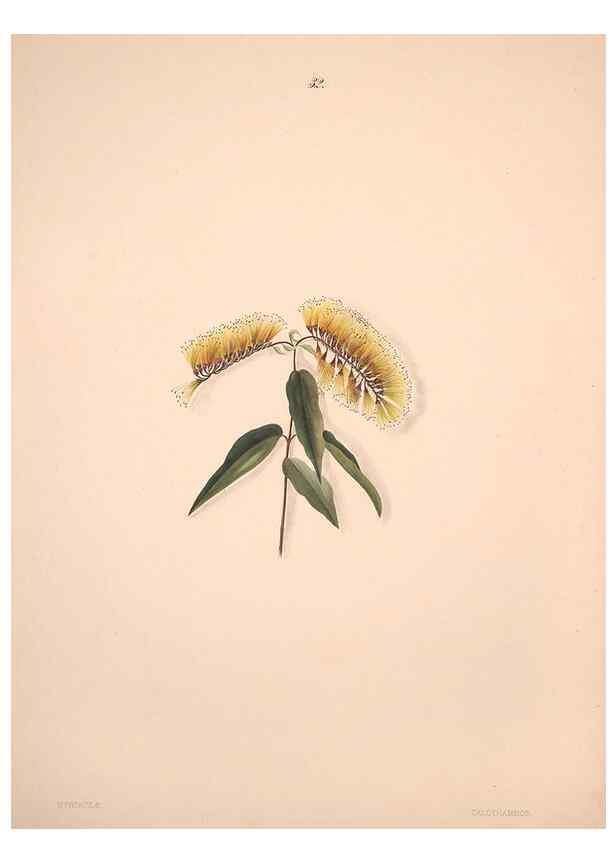 Reproducción/Reproduction 32904025667: Brazilian flowers drawn from nature in the years 1880-1882,. Coombe Croft,1893.. 