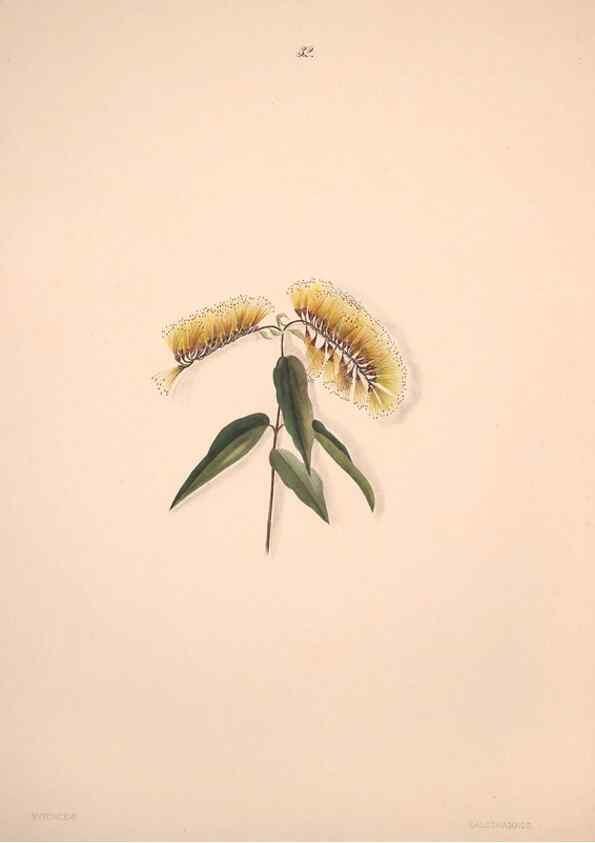 Reproducción/Reproduction 32904025667: Brazilian flowers drawn from nature in the years 1880-1882,. Coombe Croft,1893.. 