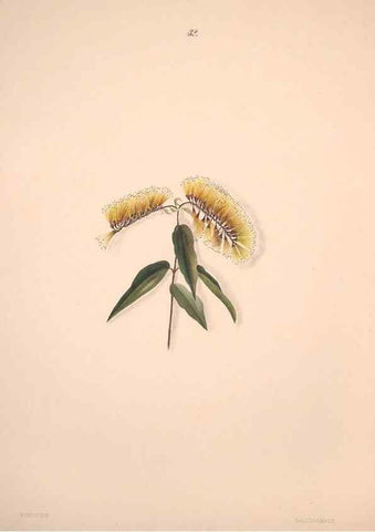 Reproducción/Reproduction 32904025667: Brazilian flowers drawn from nature in the years 1880-1882,. Coombe Croft,1893.. 