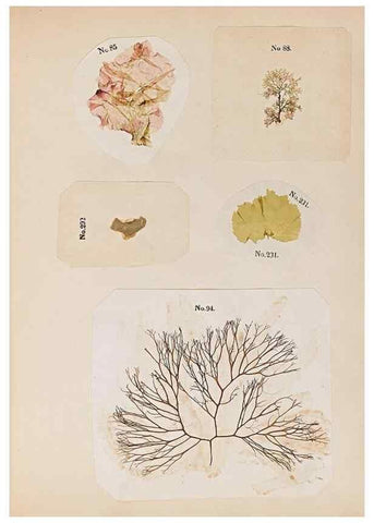 Reproducción/Reproduction 47789032972: Algae and corallines of the bay & harbor of New York /. New York :G.P. Putnam,1850.. 