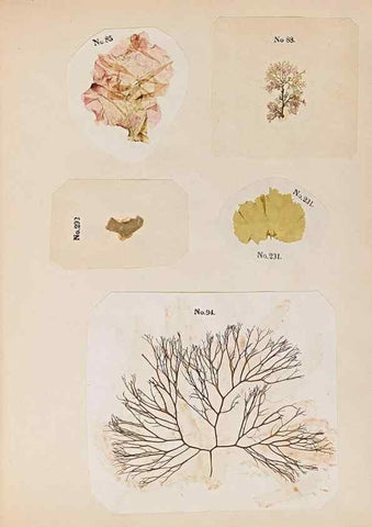 Reproducción/Reproduction 47789032972: Algae and corallines of the bay & harbor of New York /. New York :G.P. Putnam,1850.. 