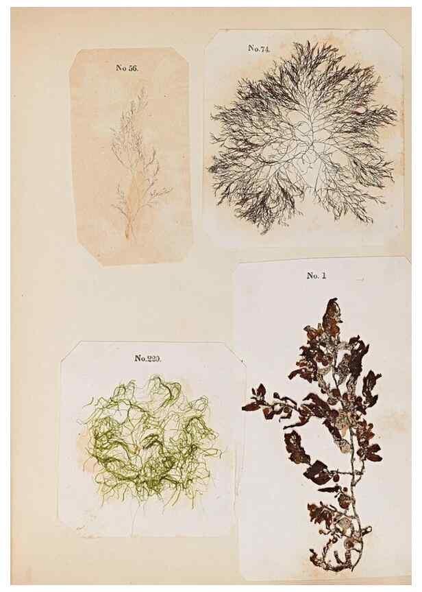 Reproducción/Reproduction 46924834565: Algae and corallines of the bay & harbor of New York /. New York :G.P. Putnam,1850.. 