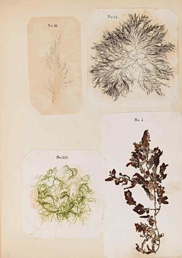 Reproducción/Reproduction 46924834565: Algae and corallines of the bay & harbor of New York /. New York :G.P. Putnam,1850.. 