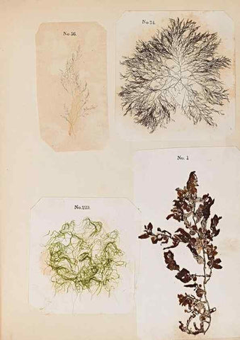 Reproducción/Reproduction 46924834565: Algae and corallines of the bay & harbor of New York /. New York :G.P. Putnam,1850.. 